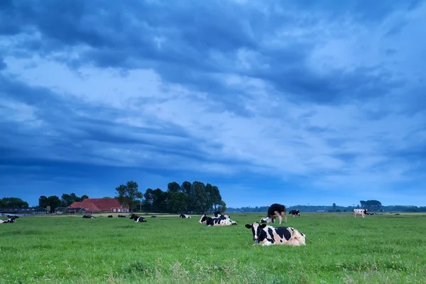 Relaxed cows on pasture in dusk — Stock Photo, Image