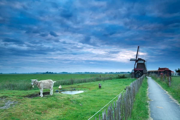 Morgenhimmel over nederlandsk gård med vindmølle og geit – stockfoto