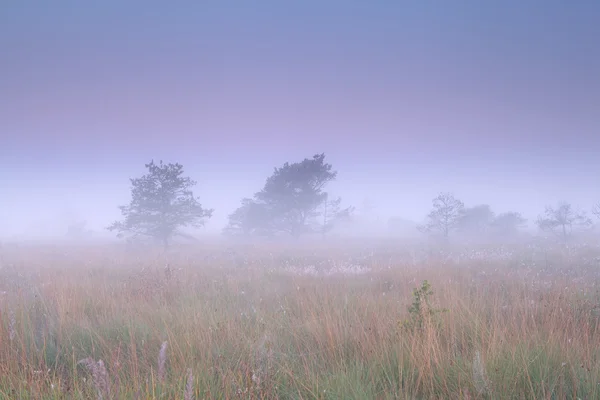 Туманный восход солнца на болоте — стоковое фото