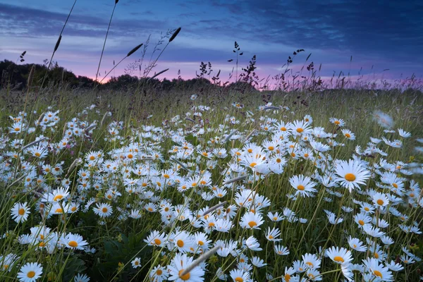 Bellissimo campo di camomilla al tramonto — Foto Stock