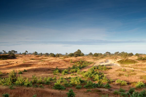 Morning sunlight over sand dunes — Stock Photo, Image