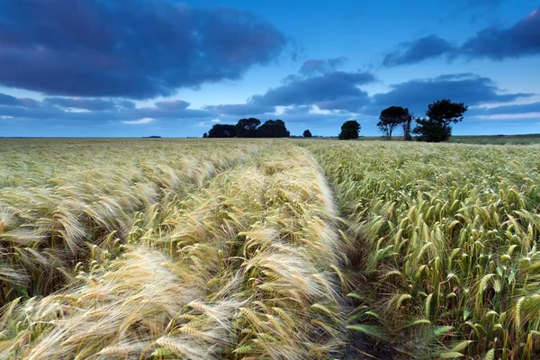 Campo de trigo ao entardecer — Fotografia de Stock