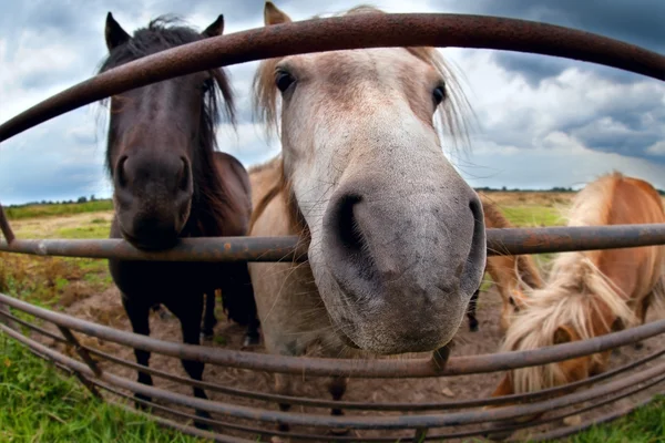 Grappige pony achter hek close-up — Stockfoto