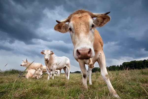 Niedliche Kuh auf der Weide aus nächster Nähe — Stockfoto