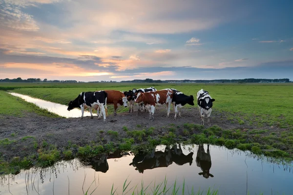 Pocas vacas por río al atardecer —  Fotos de Stock