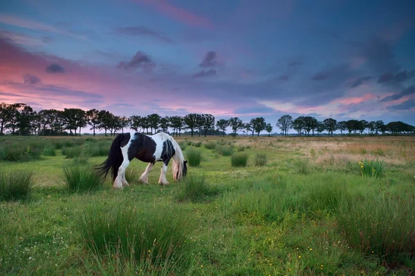 Paard graze op de weide bij zonsondergang — Stockfoto