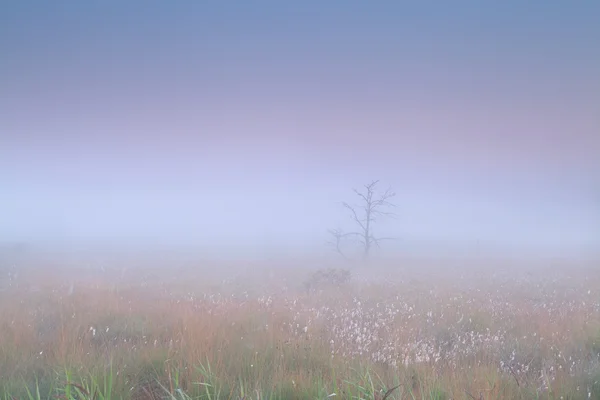 Marsh in dichte mist — Stockfoto
