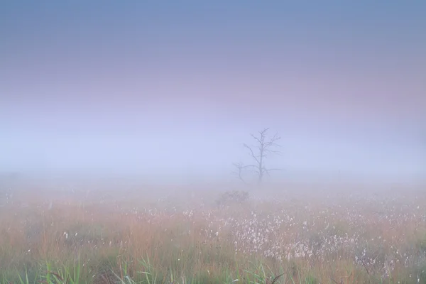 Palude in nebbia densa — Foto Stock