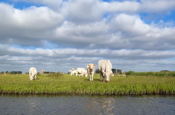 Cattle on pasture by river — Stock Photo, Image