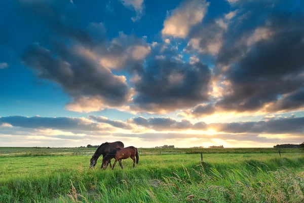 Лошади пасутся на лугу на закате — стоковое фото