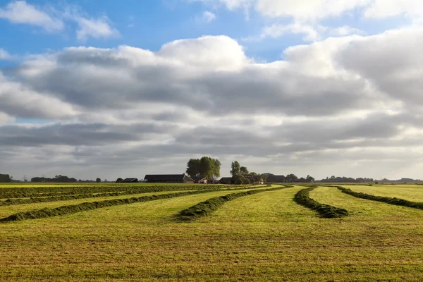 Fieno fresco verde sui terreni agricoli olandesi — Foto Stock