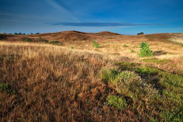 Hills in gold morning light — Stock Photo, Image