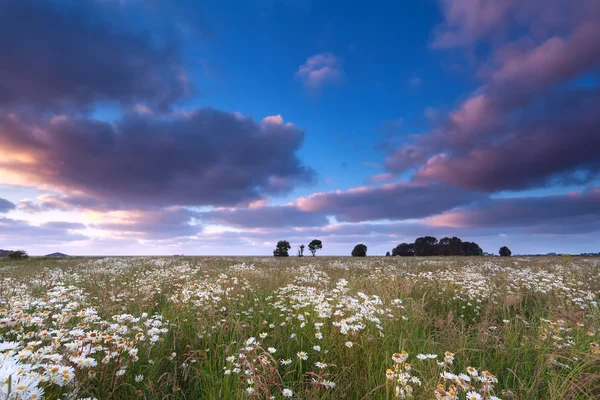 Sonnenuntergang Himmel über Kamillenfeld — Stockfoto