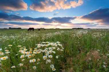 günbatımı üzerinde papatya çiçeği ile yaz çayır