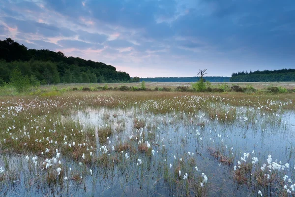 Утро на летнее болото — стоковое фото