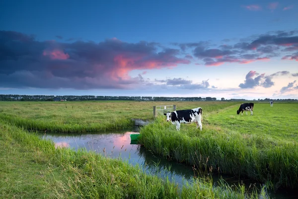 Mucca al pascolo al tramonto — Foto Stock