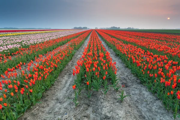 Sunset over field of orange tulips — Stock Photo, Image