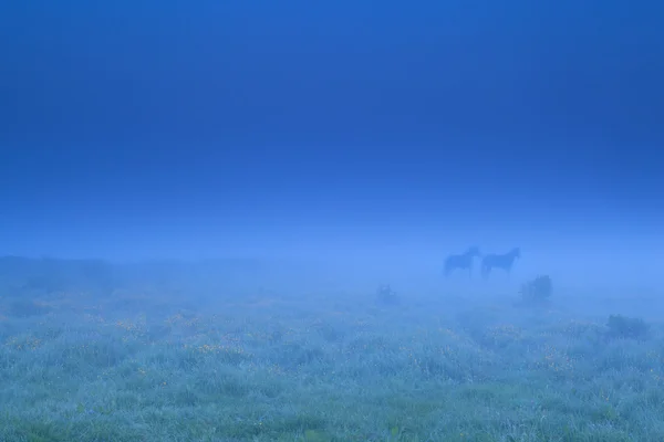 在雾中的两匹马阴影。 — 图库照片