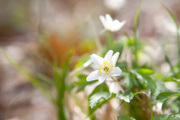 Snowdrop anemone flower in spring — Stock Photo, Image