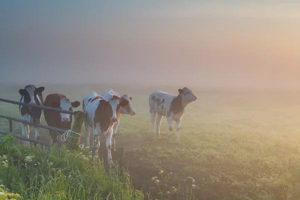 Rinder auf nebliger Weide — Stockfoto