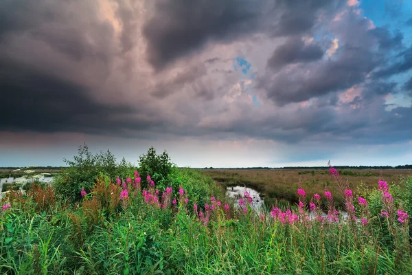 Bouřlivé nebe nad marsh s purpurové květy — Stock fotografie