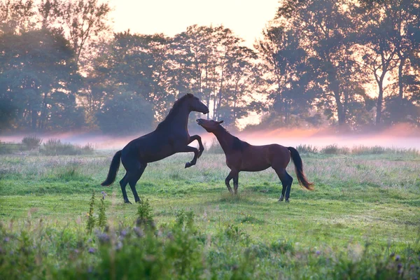 Cavalos que lutam em pastagens nebulosas — Fotografia de Stock