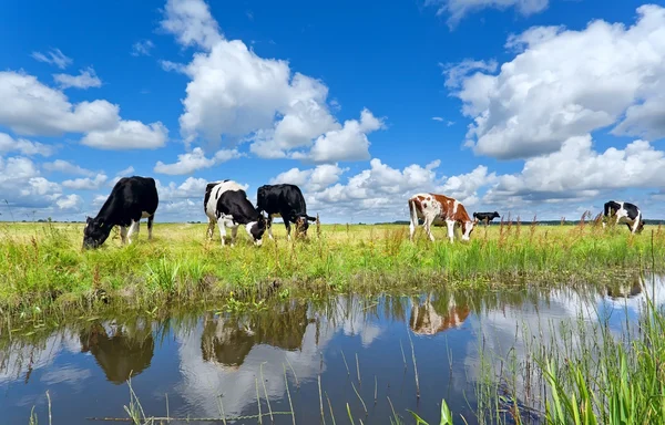 Vacas em pasto por rio sobre céu azul — Fotografia de Stock