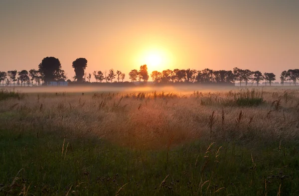Sunrise over misty meadow — Stock Photo, Image