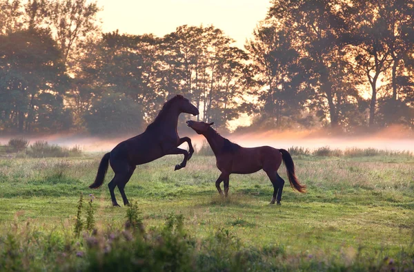 Dois a jogar cavalos em pastagens nebulosas — Fotografia de Stock