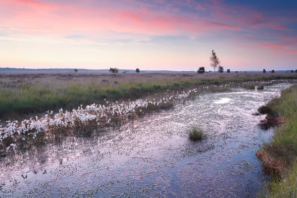 Hermoso amanecer rosa sobre pantano —  Fotos de Stock