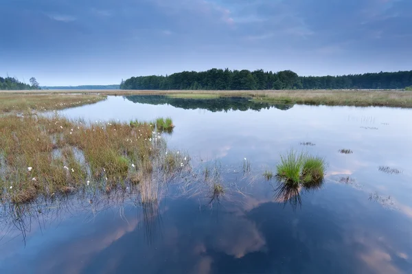 Mattina tranquilla sul lago selvaggio — Foto Stock