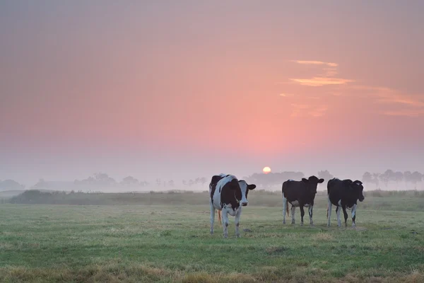 Vaches dans les pâturages au lever du soleil brumeux — Photo