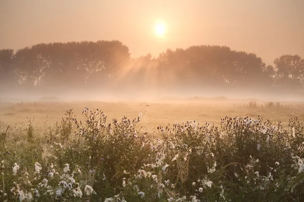 Sunbeams over misty meadow — Stock Photo, Image