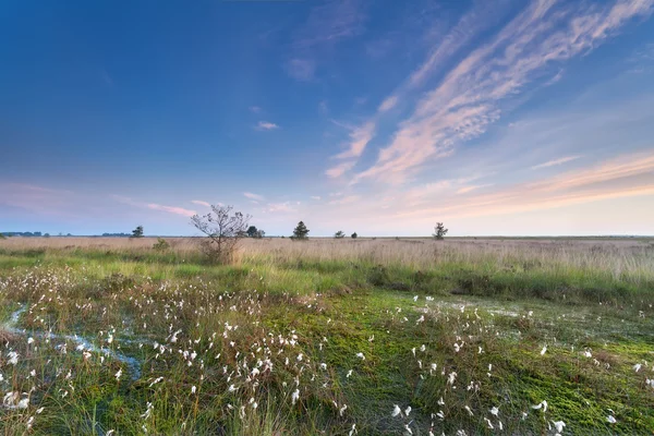 Утро на болоте с хлопковой травой — стоковое фото