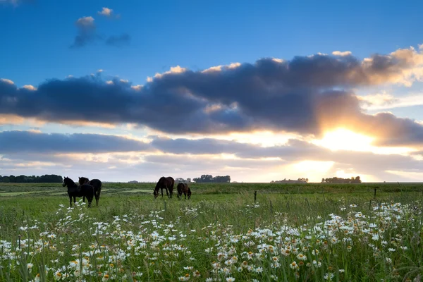 Les chevaux paissent sur les pâturages au coucher du soleil doré — Photo