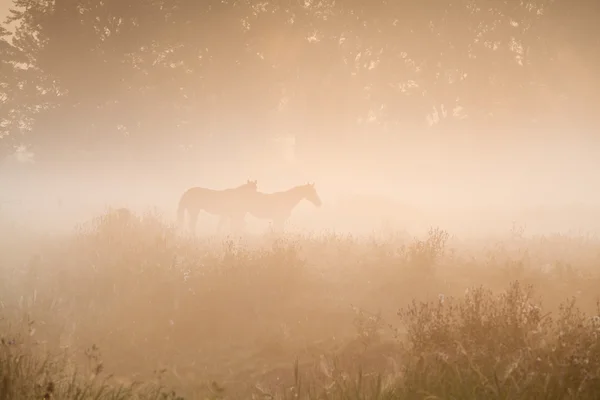 Deux silhouettes de cheval dans un brouillard dense — Photo