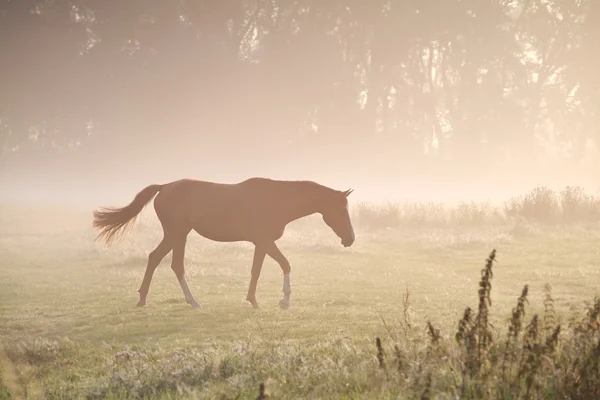 Walking horse v mlhavé sluneční paprsky — Stock fotografie