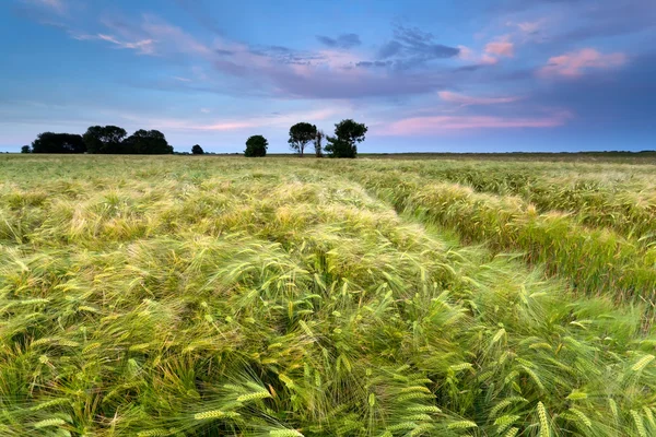 Wheat field at sunset — Stock Photo, Image