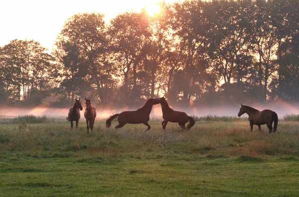 Hoppa spela hästar i sunrise dimma — Stockfoto