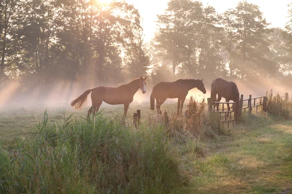 Hevoset sumuisissa auringonsäteissä — kuvapankkivalokuva
