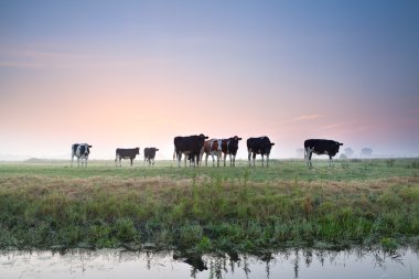 sığır sürüsü gün doğumunda otlakta