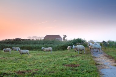 çiftlik evi tarafından Hollanda tarım arazisi üzerine koyun