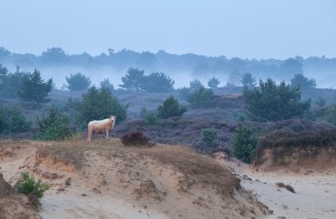 Kumul puslu sabah koyun