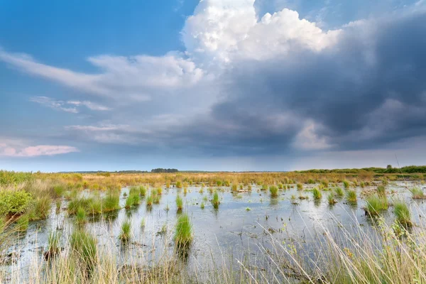 Nubes de lluvia sobre pantano —  Fotos de Stock