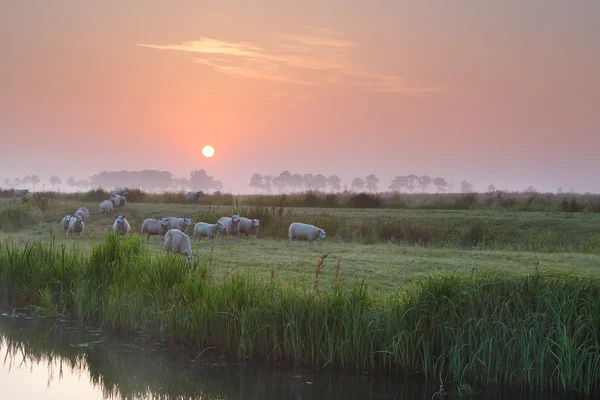 Ovce na zamlžené louky řeky při východu slunce — Stock fotografie