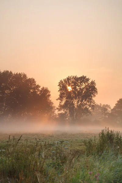 Sommer nebliger Sonnenaufgang — Stockfoto