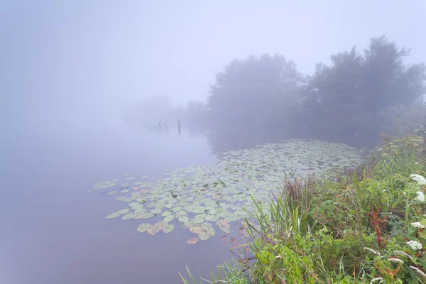 Dichter Nebel über wildem See — Stockfoto