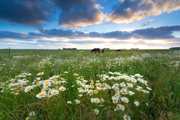 Chamomile flowers and horses on pasture — Stock Photo, Image