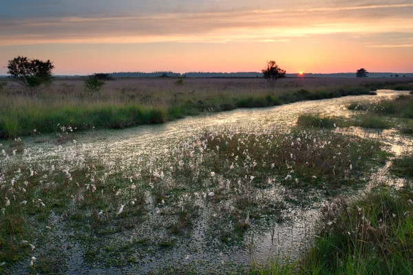 Lever de soleil sur les marais au printemps — Photo