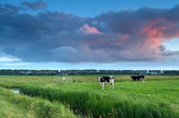 Vaches au pâturage au coucher du soleil — Photo